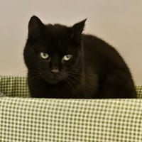 NERO, chat à adopter