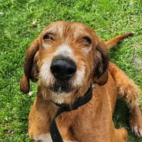 NARIE, chien à adopter