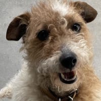 Marine, chienne à adopter