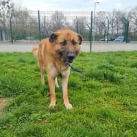 STAN, chien à adopter