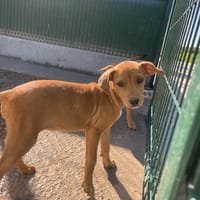 PEPETTE, chienne à adopter