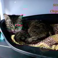 Chipie, chatte à adopter