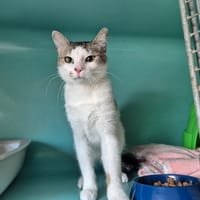 COOKIE, chatte à adopter