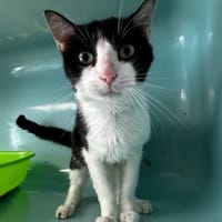 Suki, chat à adopter