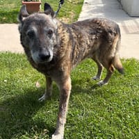 CHOPPER PAA24200, chien à adopter