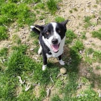 GAMEBOY VAA, chien à adopter