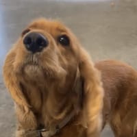 ULKA, chienne à adopter