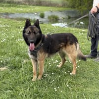 EAGON VAA, chien à adopter