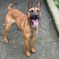 EVA VAA, chienne à adopter