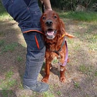 Saïko, chien à adopter