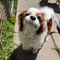 IBIZA, chienne à adopter