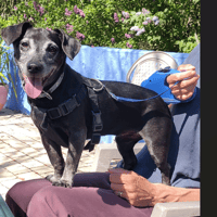 CHARLOTTE, chienne à adopter