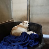 TITAN, chien à adopter