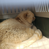 PUMBA, chat à adopter