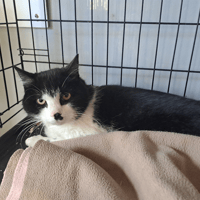 PABLO, chat à adopter