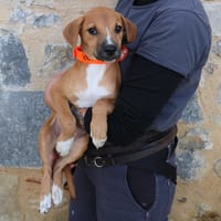 KENNA HAA24750, chienne à adopter