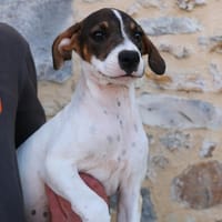KALIN HAA24749, chienne à adopter