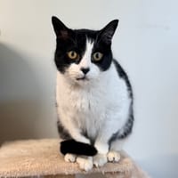 FRIMOUSSE, chat à adopter