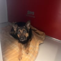 LOLA, chienne à adopter