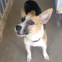 ANNABELLE, chienne à adopter