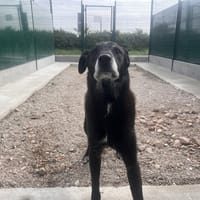 OWEN, chien à adopter