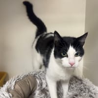 ROCKET A17396, chat à adopter