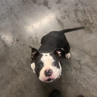 NALA, chienne à adopter