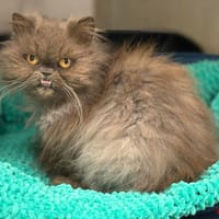 DOUCETTE, chatte à adopter