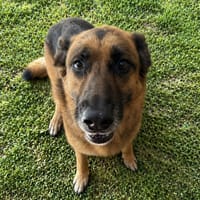 JULIA PAA24198, chienne à adopter