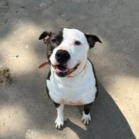 ULTRA PAA24197, chienne à adopter