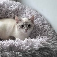 BUENO, chat à adopter