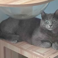 BALOO, chat à adopter