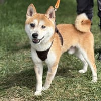 MHONO, chien à adopter