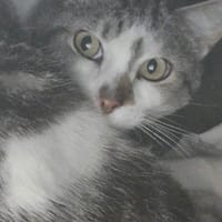 JADE, chatte à adopter