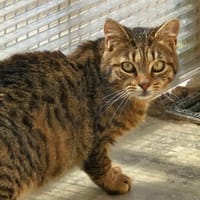 SOAN, chat à adopter