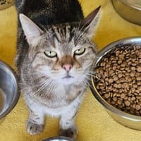 Torti, chat à adopter