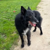 ICKO PAA24195, chien à adopter