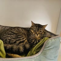 MISTRAL, chat à adopter