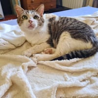 UNICORN, chat à adopter