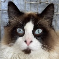 Doowap, chat à adopter