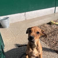 T'LOU, chien à adopter