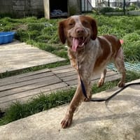 Tournesol, chien à adopter