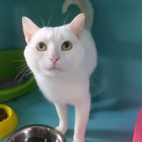 shoto, chat à adopter