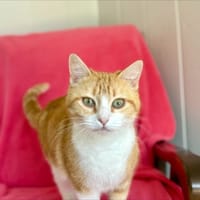 Roussette, chatte à adopter