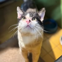 Padutou, chat à adopter
