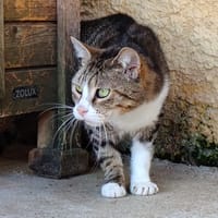 Frimousse, chatte à adopter