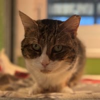 SOIZIC A17383, chatte à adopter