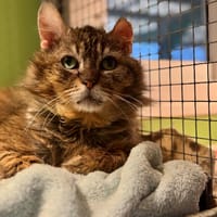 VICTOR (réservé) 17384, chat à adopter