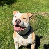 Nayron, chien à adopter