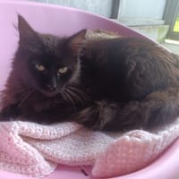 BAGHERA, chatte à adopter